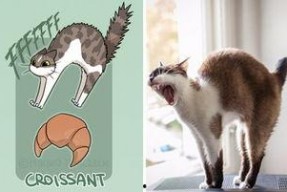 娱乐吃瓜君面包猫,面包猫背后的故事与魅力